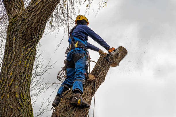 Best Tree Care Services  in Moundville, AL